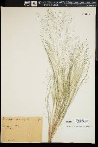 Eragrostis capillaris image