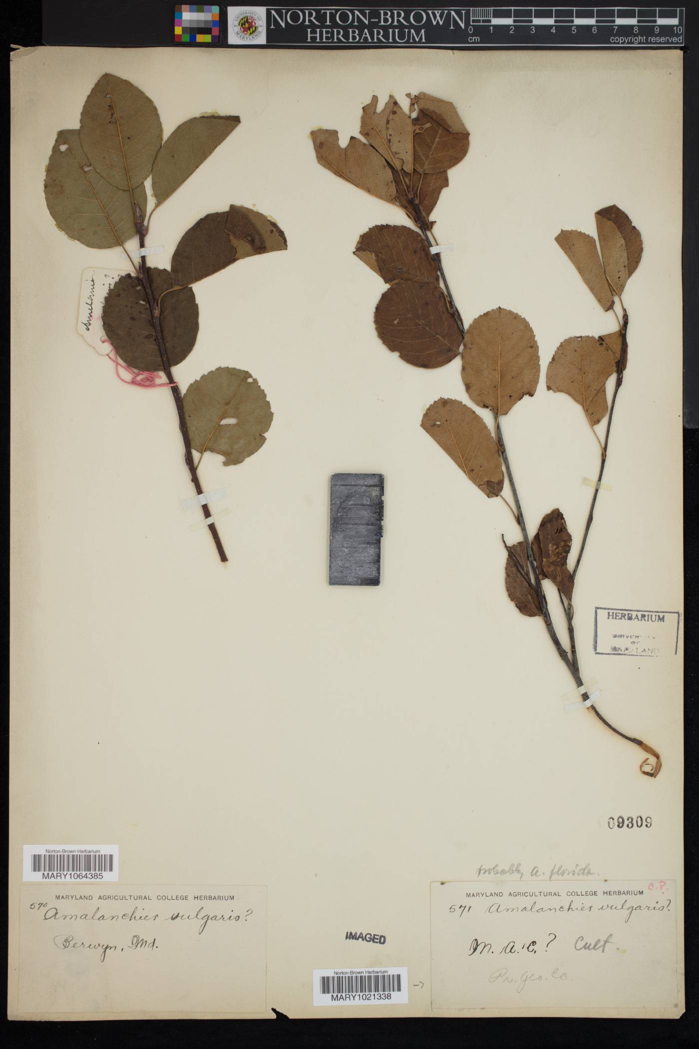 Amelanchier vulgaris image