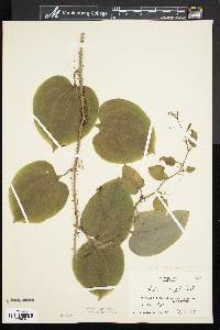 Smilax tamnoides image