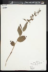 Epipactis helleborine image