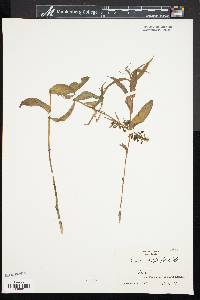 Epipactis helleborine image