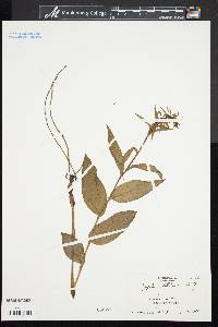 Epipactis helleborine image