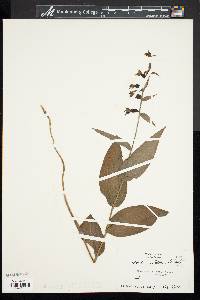 Epipactis helleborine image