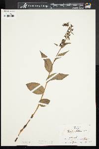 Epipactis helleborine image