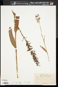 Platanthera lacera image