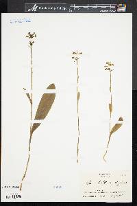 Platanthera clavellata image