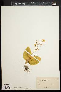 Liparis liliifolia image