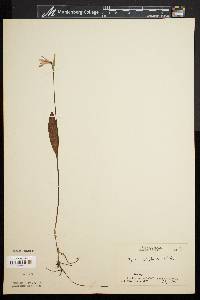 Pogonia ophioglossoides image