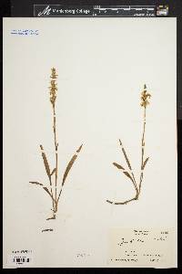 Spiranthes cernua image