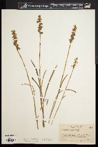 Spiranthes cernua image