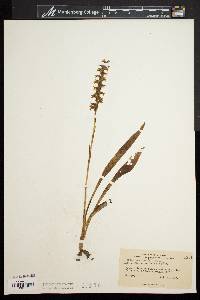 Spiranthes cernua image