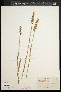 Spiranthes cernua image