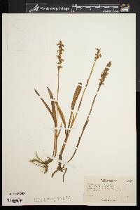 Spiranthes cernua image