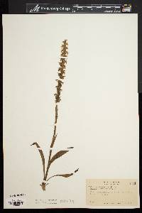 Spiranthes cernua image