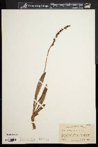 Spiranthes lucida image