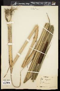 Typha angustifolia image