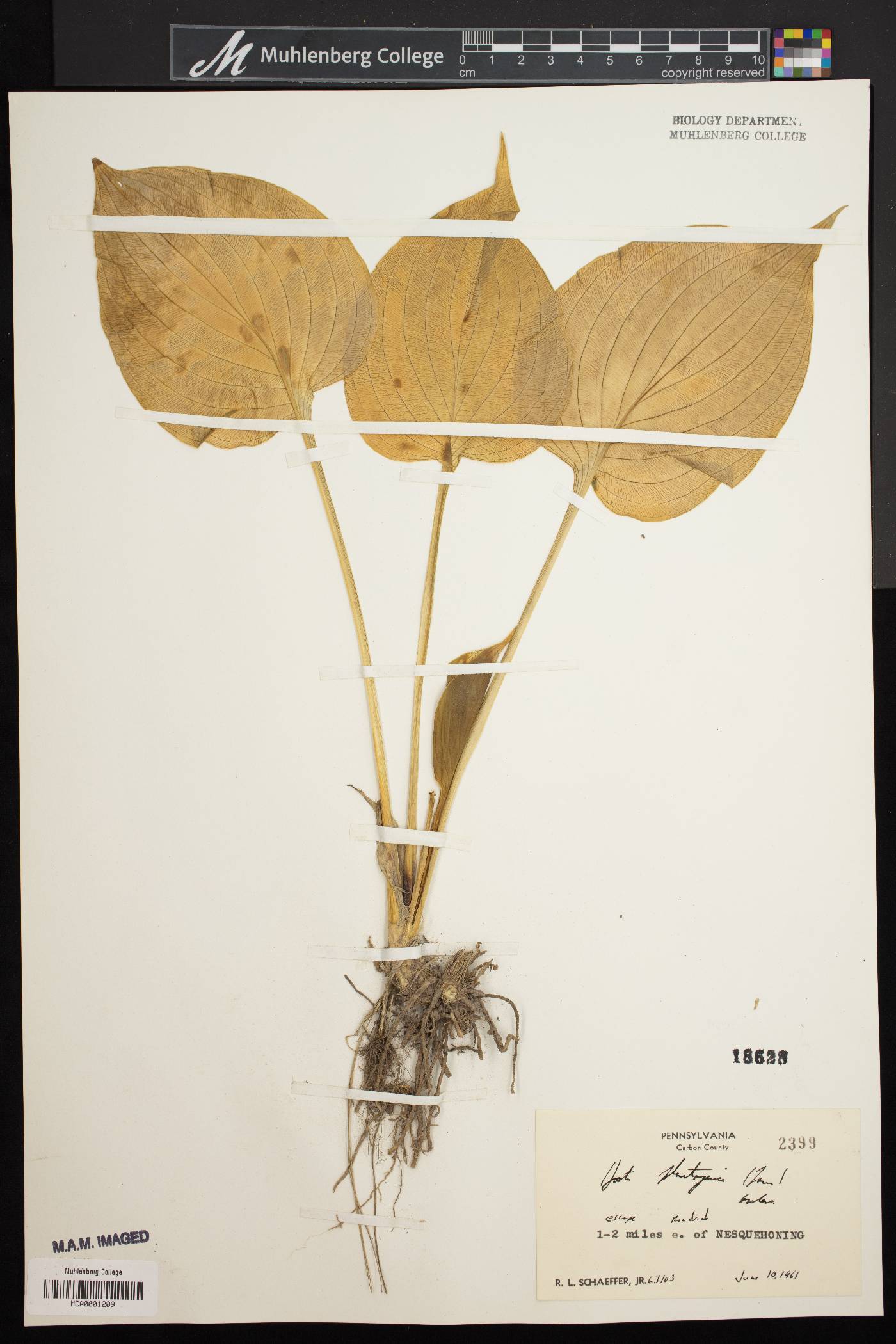 Hosta plantaginea image
