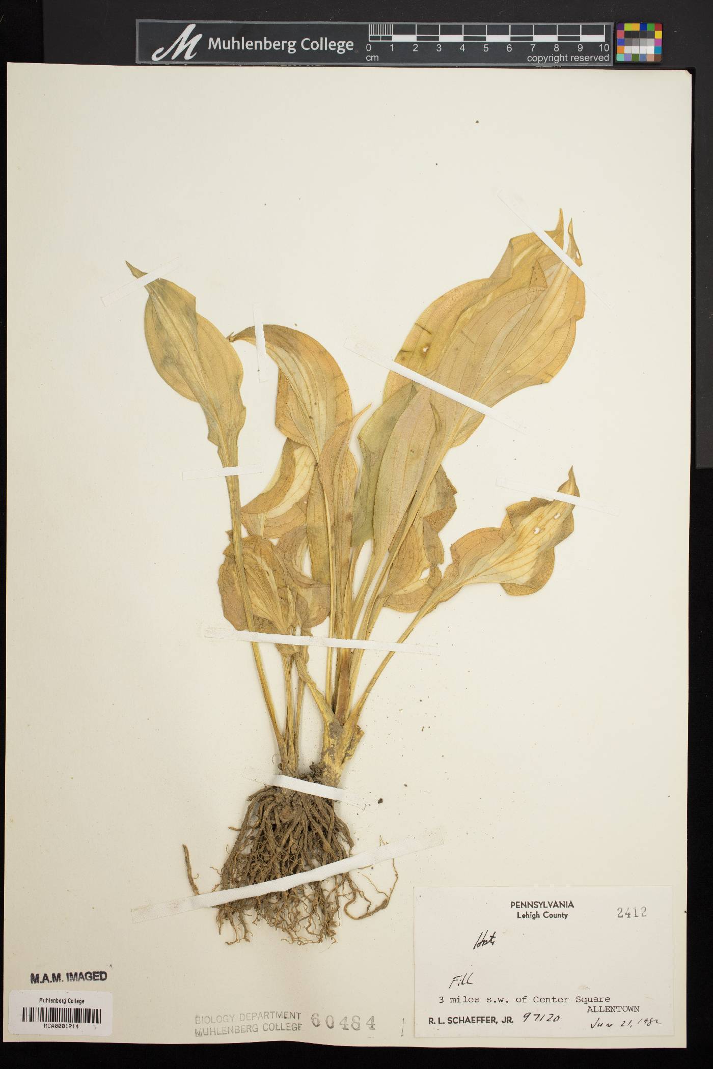 Hosta undulata image