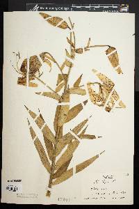 Lilium tigrinum image