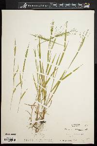 Kellochloa verrucosa image