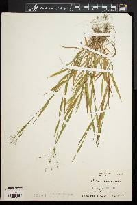 Kellochloa verrucosa image