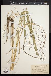 Panicum virgatum var. spissum image