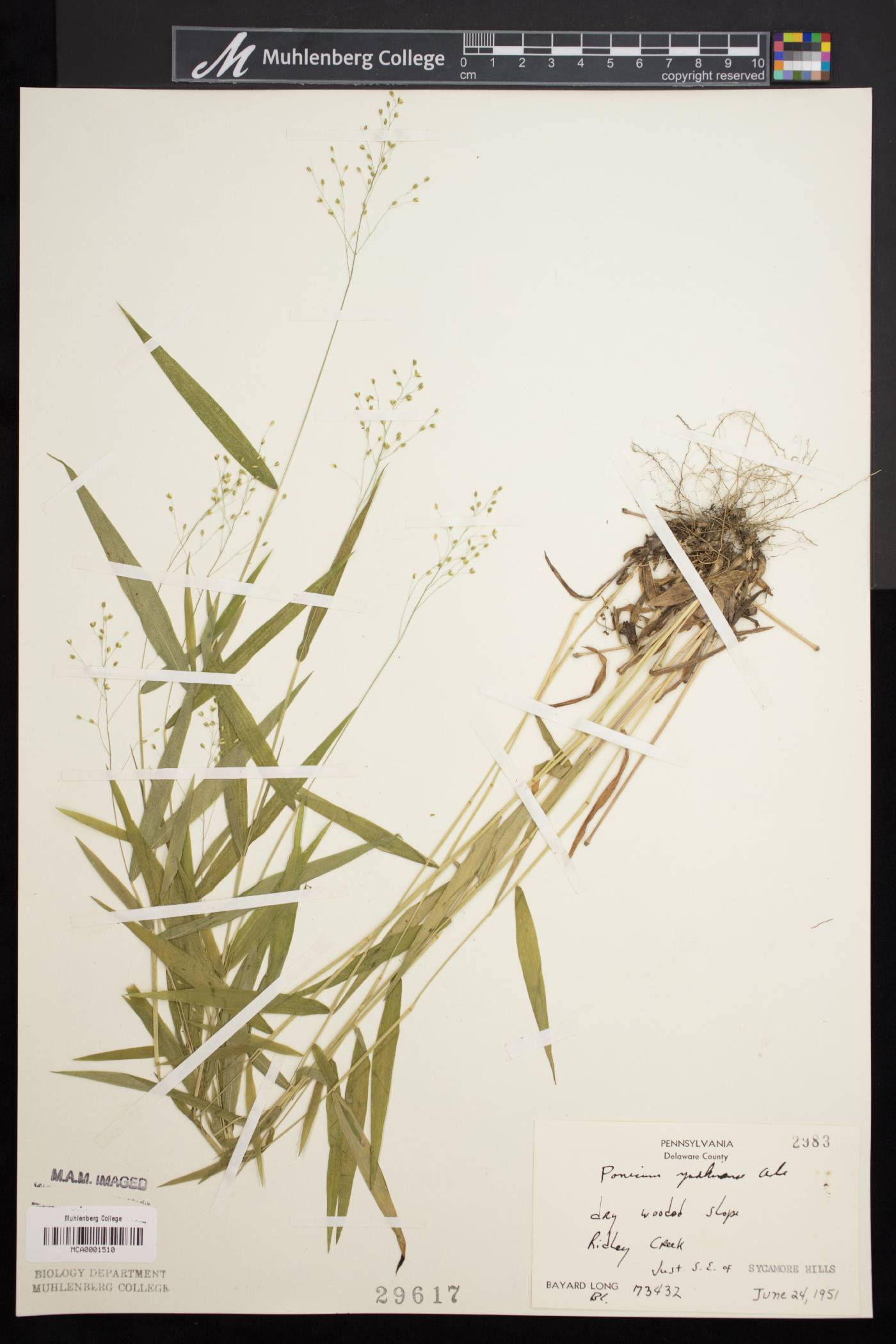 Panicum yadkinense image