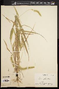 Setaria faberi image