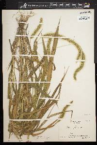 Setaria faberi image