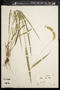 Setaria faberi image