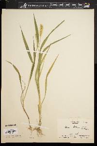 Pennisetum glaucum image