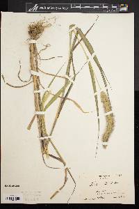 Setaria verticillata image