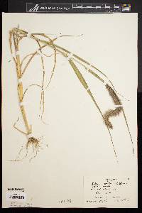 Setaria verticillata image