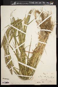 Setaria viridis var. major image