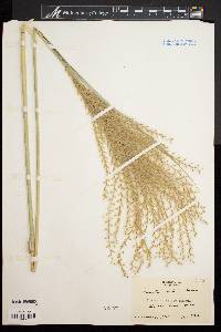 Miscanthus sinensis image