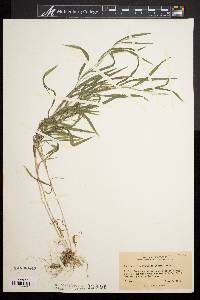 Muhlenbergia frondosa image