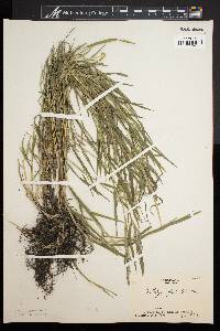 Muhlenbergia frondosa image