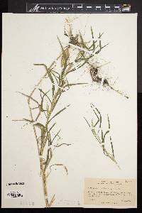 Muhlenbergia frondosa image