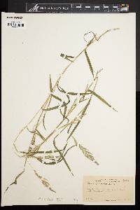 Muhlenbergia frondosa image