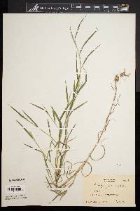 Muhlenbergia frondosa image