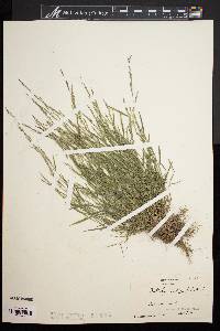 Muhlenbergia schreberi image