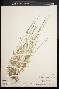 Muhlenbergia schreberi image