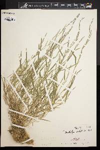 Muhlenbergia schreberi image