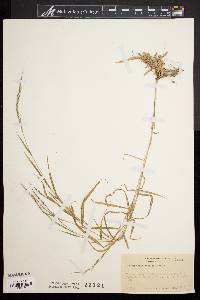 Muhlenbergia sylvatica image