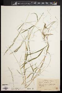 Muhlenbergia sylvatica image