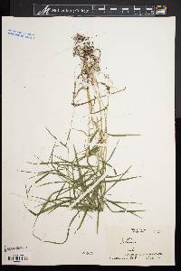 Muhlenbergia sobolifera image