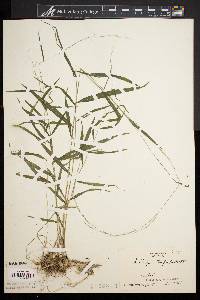 Muhlenbergia tenuiflora image