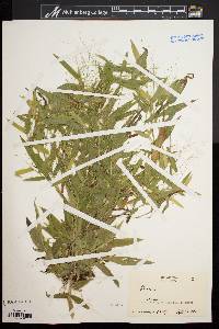 Dichanthelium boreale image