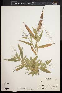 Dichanthelium polyanthes image