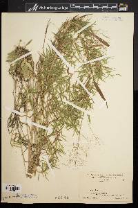 Dichanthelium dichotomum subsp. microcarpon image